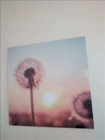 Abbildung: Bild Sonnenaufgang Sonnenuntergang Pusteblume 